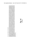 ANTI-C-MET TANDEM FC BISPECIFIC ANTIBODIES diagram and image