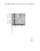 ANTI-C-MET TANDEM FC BISPECIFIC ANTIBODIES diagram and image