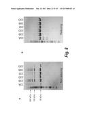 ANTI-C-MET TANDEM FC BISPECIFIC ANTIBODIES diagram and image