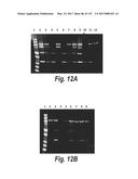 ANTI-C-MET TANDEM FC BISPECIFIC ANTIBODIES diagram and image