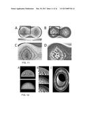 LAYERLESS BIOPRINTING VIA DYNAMIC OPTICAL PROJECTION AND USES THEREOF diagram and image