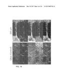 LAYERLESS BIOPRINTING VIA DYNAMIC OPTICAL PROJECTION AND USES THEREOF diagram and image