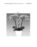 Phalaenopsis orchid plant name  MALIBU BABY  diagram and image