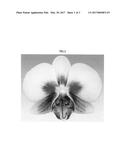 Phalaenopsis orchid plant name  MALIBU BABY  diagram and image