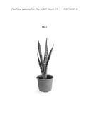 Sansevieria plant named  BLACK LIMON  diagram and image