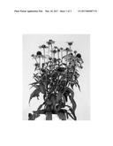 Echinacea plant named  RAINB299  diagram and image