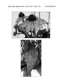 Echinacea plant named  RAINB299  diagram and image