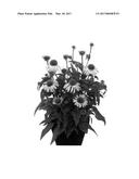 Echinacea plant named  Hilmoooshin  diagram and image