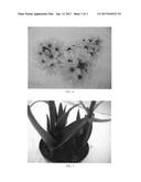 Ornithogalum plant named  BCOR-12.001  diagram and image