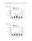 METHOD FOR EXPRESSION OF SMALL ANTIVIRAL RNA MOLECULES WITH REDUCED     CYTOTOXICITY WITHIN A CELL diagram and image