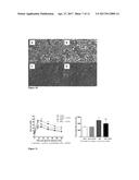 Peptides and Compositions Thereof for Improvement of Glycaemic Management     in a Mammal diagram and image