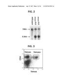 COMPOSITION FOR INDUCING PROLIFERATION OR ACCUMULATION OF REGULATORY T     CELLS diagram and image