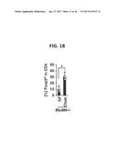 COMPOSITION FOR INDUCING PROLIFERATION OR ACCUMULATION OF REGULATORY T     CELLS diagram and image