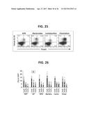 COMPOSITION FOR INDUCING PROLIFERATION OR ACCUMULATION OF REGULATORY T     CELLS diagram and image