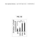 COMPOSITION FOR INDUCING PROLIFERATION OR ACCUMULATION OF REGULATORY T     CELLS diagram and image