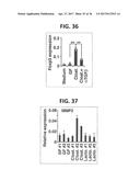 COMPOSITION FOR INDUCING PROLIFERATION OR ACCUMULATION OF REGULATORY T     CELLS diagram and image