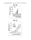 COMPOSITION FOR INDUCING PROLIFERATION OR ACCUMULATION OF REGULATORY T     CELLS diagram and image