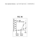 COMPOSITION FOR INDUCING PROLIFERATION OR ACCUMULATION OF REGULATORY T     CELLS diagram and image