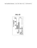 COMPOSITION FOR INDUCING PROLIFERATION OR ACCUMULATION OF REGULATORY T     CELLS diagram and image