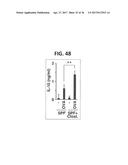 COMPOSITION FOR INDUCING PROLIFERATION OR ACCUMULATION OF REGULATORY T     CELLS diagram and image