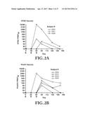 Gene Optimized Hantaan Virus M Segment DNA Vaccine For Hemorrhagic Fever     With Renal Syndrome diagram and image