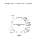 Gene Optimized Hantaan Virus M Segment DNA Vaccine For Hemorrhagic Fever     With Renal Syndrome diagram and image