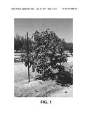 Fig tree named  S-64  diagram and image