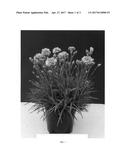 Dianthus plant named  WP15 MOW08  diagram and image