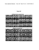 Endophytes and related methods diagram and image