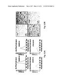 POLYMERIC PARTICLES, METHOD FOR CYTOSOLIC DELIVERY OF CARGO, METHODS OF     MAKING THE PARTICLES diagram and image