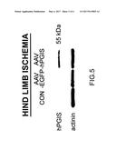 METHOD FOR INDUCING PRODUCTION OF VASCULAR ENDOTHELIAL GROWTH FACTOR diagram and image