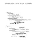 TARGETED ADENOVIRUSES AND METHODS OF MAKING, ISOLATING, AND USING diagram and image