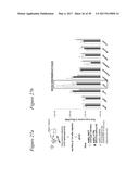 TARGETED ADENOVIRUSES AND METHODS OF MAKING, ISOLATING, AND USING diagram and image