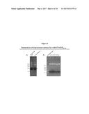 USING B-CELL-TARGETING ANTIGEN IGG FUSION AS TOLEROGENIC PROTEIN THERAPY     FOR TREATING ADVERSE IMMUNE RESPONSES diagram and image