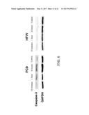 PEPTIDES WITH ANTIMICROBIAL, ANTICANCER AND/OR WOUND-HEALING PROMOTING     ACTIVITIES, PHARMACEUTICAL COMPOSITIONS CONTAINING THE SAME, AND USE OF     THE PEPTIDES WITH ANTIMICROBIAL, ANTICANCER AND/OR WOUND-HEALING     PROMOTING ACTIVITIES diagram and image