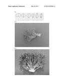 LETTUCE VARIETY 79-28 RZ diagram and image