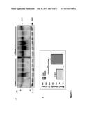 VACCINES AND MONOCLONAL ANTIBODIES TARGETING TRUNCATED VARIANTS OF     OSTEOPONTIN AND USES THEREOF diagram and image