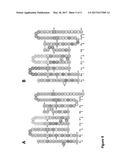 VACCINES AND MONOCLONAL ANTIBODIES TARGETING TRUNCATED VARIANTS OF     OSTEOPONTIN AND USES THEREOF diagram and image