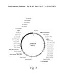 POLYPEPTIDES HAVING ALPHA-GLUCOSIDASE ACTIVITY AND POLYNUCLEOTIDES     ENCODING SAME diagram and image