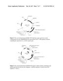 ZEA MAYS REGULATORY ELEMENTS AND USES THEREOF diagram and image