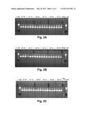 Reagents and Methods for Detecting HCV diagram and image