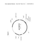 PROTEASE-DEFICIENT BACILLUS ANTHRACIS diagram and image