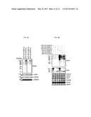 COMPOUNDS AND METHODS USED IN ASSESSING MONO-PARP ACTIVITY diagram and image