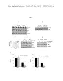 USE OF COMPOUNDS INHIBITING APELIN / APJ / GP130 SIGNALING FOR TREATING     CANCER diagram and image