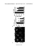 USE OF COMPOUNDS INHIBITING APELIN / APJ / GP130 SIGNALING FOR TREATING     CANCER diagram and image