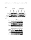 STING AGONISTS AND METHODS OF SELECTING STING AGONISTS diagram and image