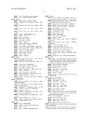 Verbena plant named  VEAZ0031  diagram and image