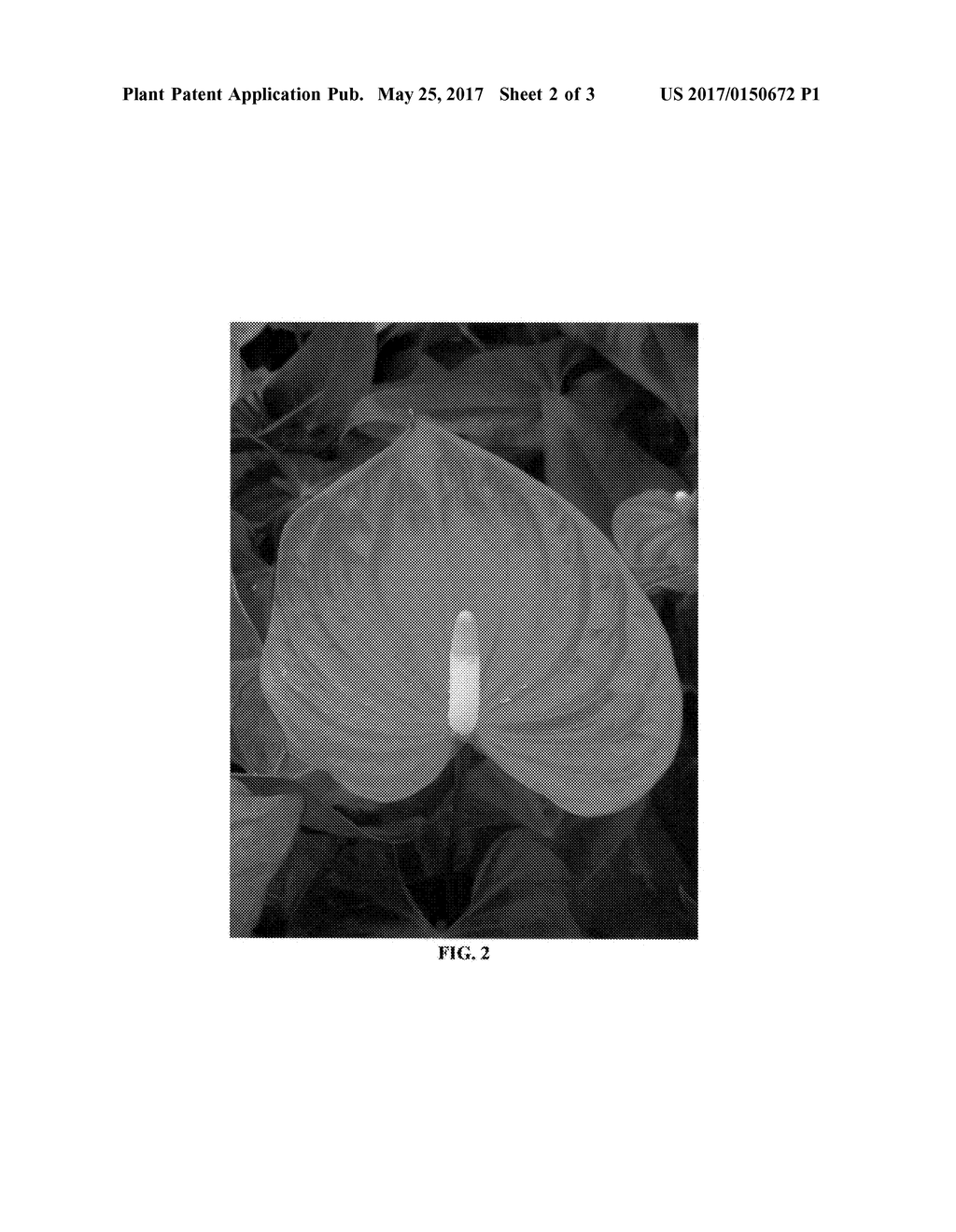 Anthurium plant named 'ANTHDASYM' - diagram, schematic, and image 05