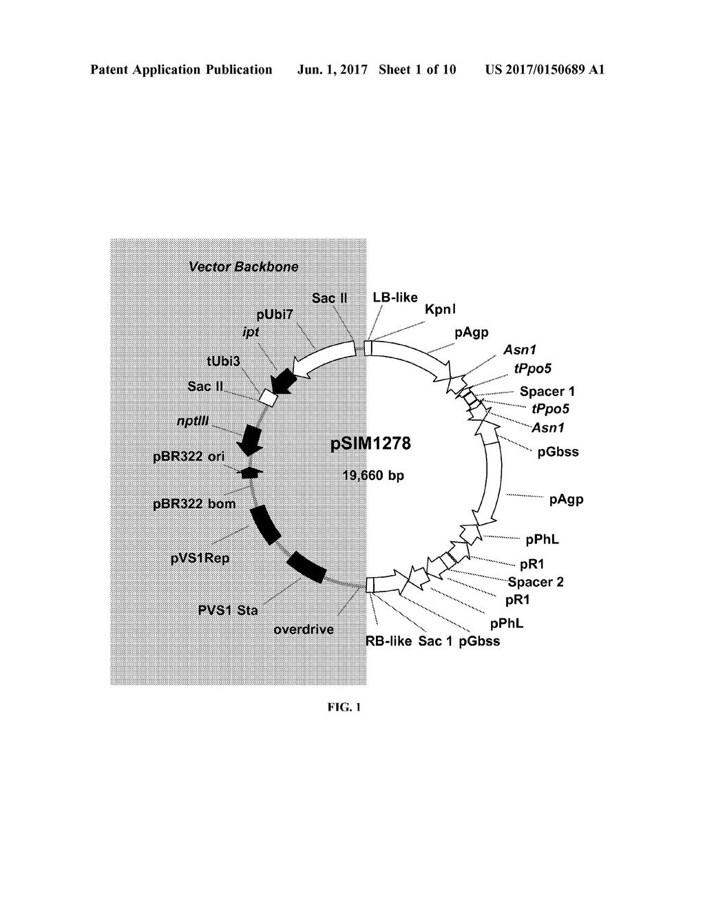 POTATO CULTIVAR W8 - diagram, schematic, and image 02