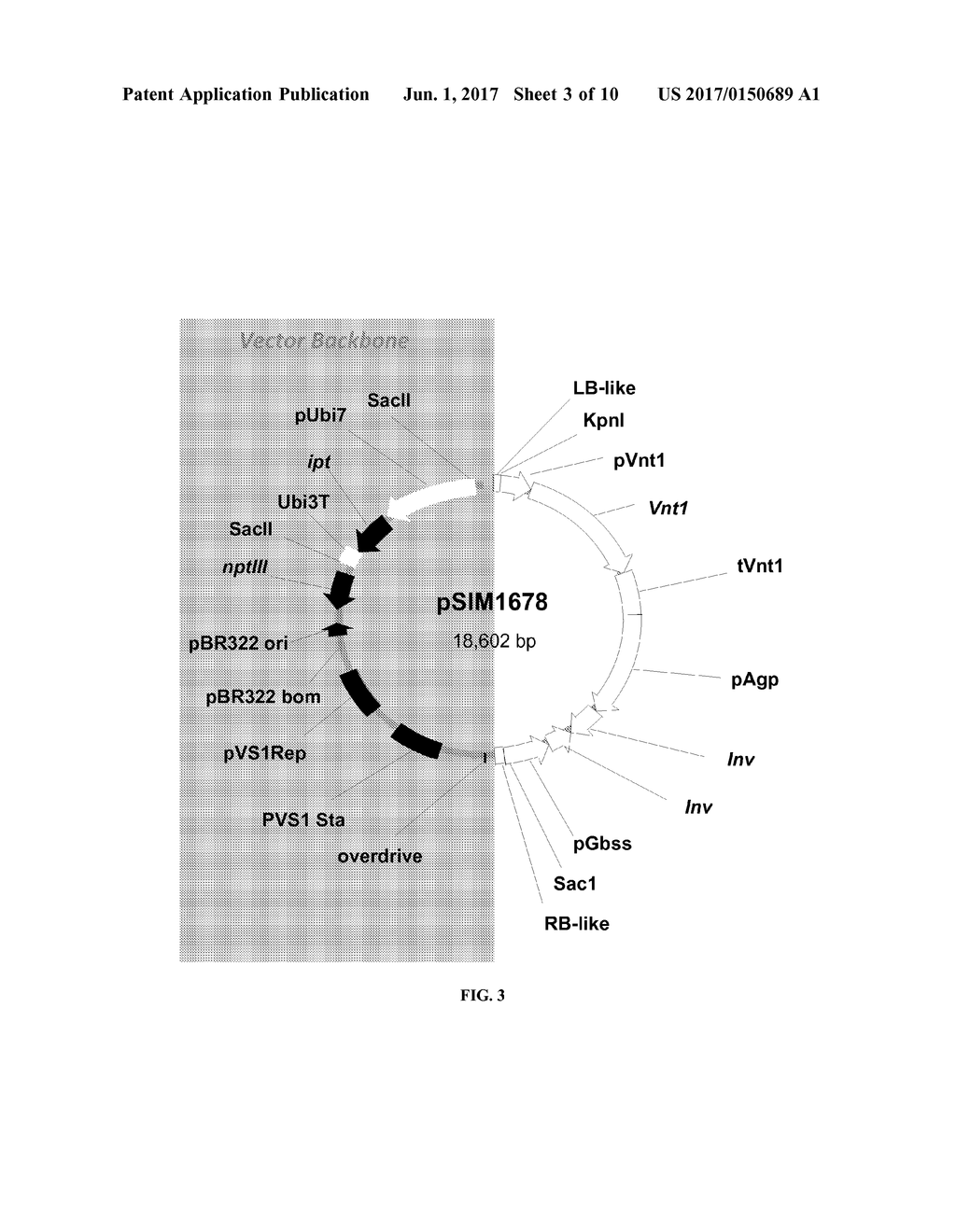 POTATO CULTIVAR W8 - diagram, schematic, and image 04